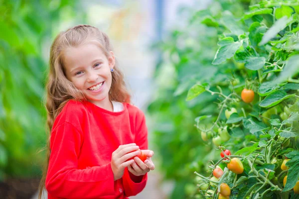 Adorable little girl collecting crop cucumbers and tomatoes in greenhouse. Portrait of kid with red tomato in hands. — Stock Photo, Image