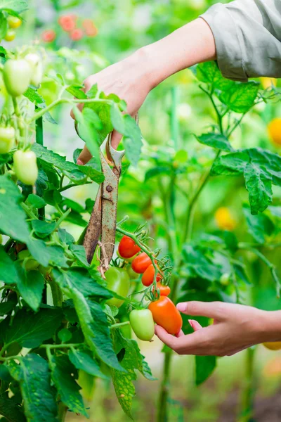 Tomates vermelhos em estufa, Mulher corta sua colheita — Fotografia de Stock