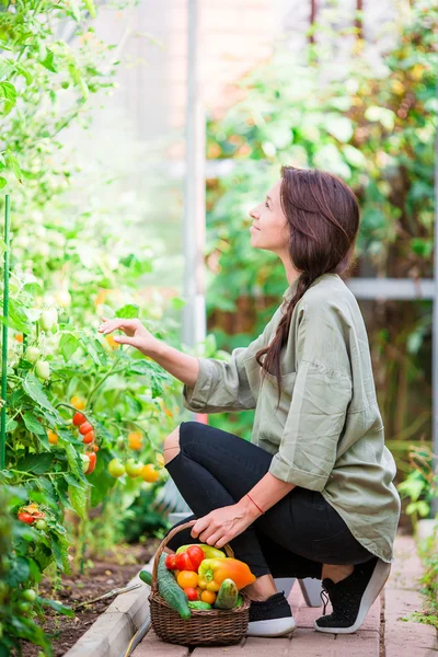 Mujer joven con canasta de verdura y verduras en el invernadero. Hora de cosechar . —  Fotos de Stock