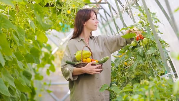 温室内の緑と野菜のバスケットを持つ若い女性。収穫時期. — ストック動画