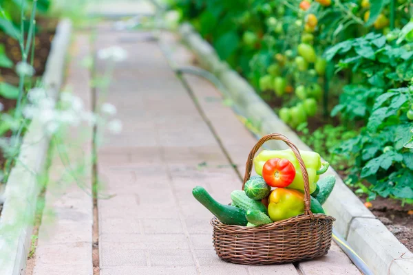 Primer plano canasta de vegetación y vagetables en el invernadero. Hora de cosechar . — Foto de Stock