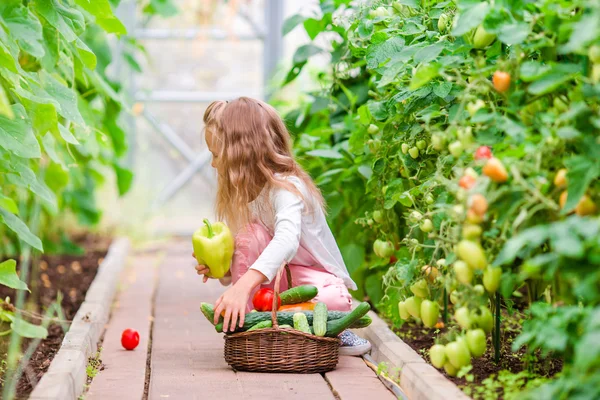 Klein meisje in kas met mand vol oogst. Tijd om te oogsten. Grote mand vol groenten — Stockfoto