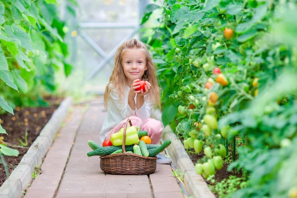 Bedårande liten flicka skördar gurkor och tomater i växthus. Säsongen mognadsperiod grönsaker i gröna hus. — Stockfoto