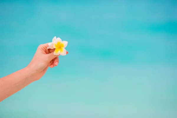 Hermosas flores frangipani fondo mar turquesa en la playa blanca —  Fotos de Stock