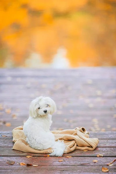 Cão branco maltês em um cais de madeira no outono — Fotografia de Stock