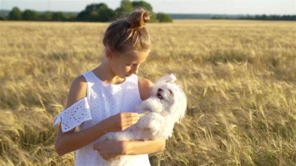 Šťastné dítě na pšeničném poli. Krásná dívka v bílých šatech v slamníku se zralou pšenicí v rukou — Stock video