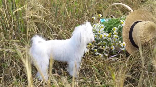 Primer plano del picnic sobre la naturaleza en el campo de trigo y el perro blanco — Vídeos de Stock