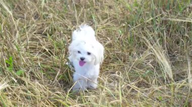 Sıcak bir günde, buğday tarlasında küçük beyaz bir Malta köpeği..