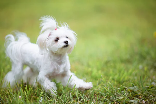 Pequeno cão maltês branco na grama verde em um dia quente — Fotografia de Stock