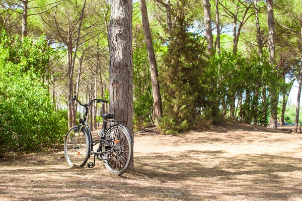 Bicycle near a tree in summer forest — Stock Photo, Image