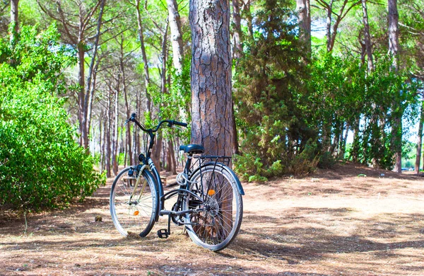 Bicicleta cerca de un árbol en el bosque de verano —  Fotos de Stock