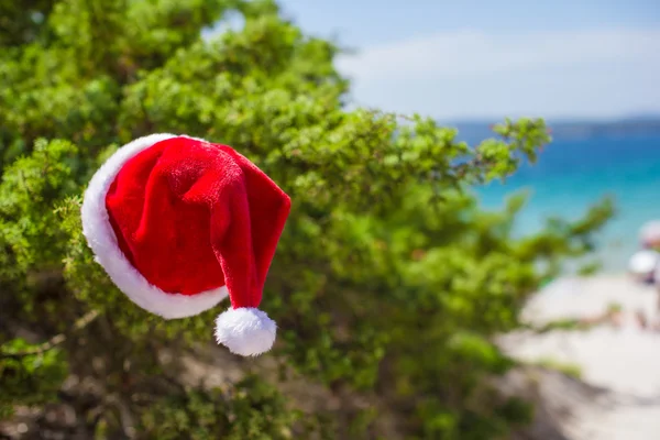 Santa kapelusz na tle krzak świerk turkusowego morza na tropikalnej plaży — Zdjęcie stockowe