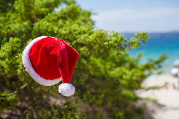 Chapéu de Papai Noel no fundo do arbusto de abeto o mar azul-turquesa na praia tropical — Fotografia de Stock