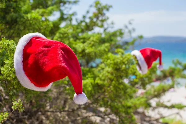 Chapéu de Papai Noel no fundo do arbusto de abeto o mar azul-turquesa na praia tropical — Fotografia de Stock
