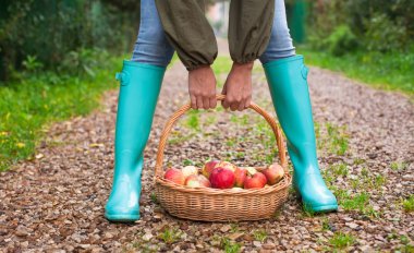 Closeup hands holding basket with yellow, red apples and rubber boots on young girl