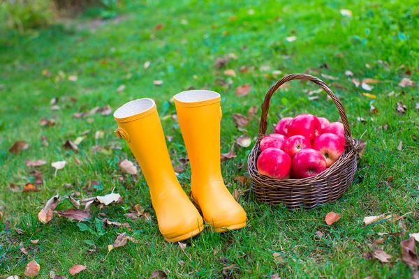 Fechar as botas de borracha amarela e cesta com maçãs vermelhas no jardim — Fotografia de Stock
