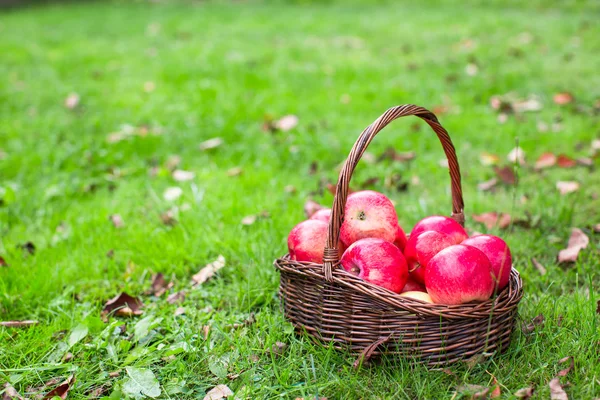 Cesta de palha grande com maçãs vermelhas na grama verde — Fotografia de Stock