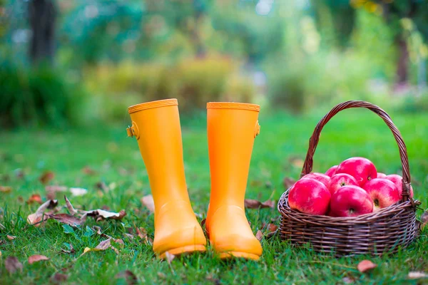 Closeup of yellow rubber boots and basket with red apples in the garden