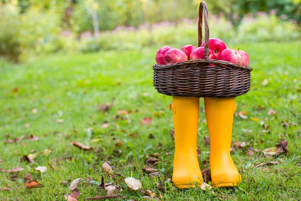 Straw basket with red apples on yellow rubber boots at the grass — Stock Photo, Image