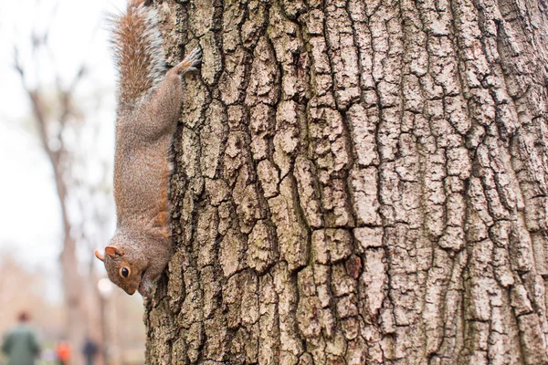 Ardilla en el árbol en Central Park, Nueva York —  Fotos de Stock