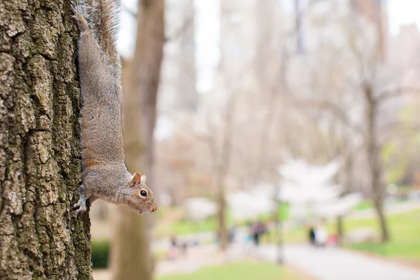 Ardilla en el árbol en Central Park, Nueva York —  Fotos de Stock