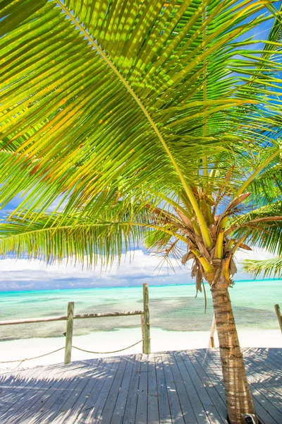 Tropikalnej plaży z palmami i biały piasek na Karaibach — Zdjęcie stockowe