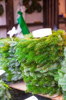 Satılık açık havada iğne yapraklı ağaçlar