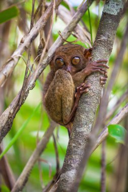 küçük şirin tarsier ağaç doğal ortamda bohol Adası, Filipinler
