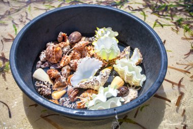 güzel renkli deniz kabuklarını tropik bir adada Havzası