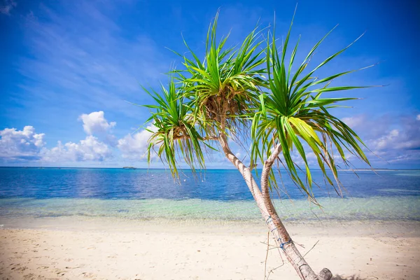 Little tropical coconut palm tree in desert island