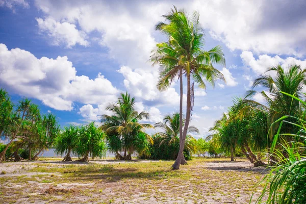 Little tropical coconut palm tree in desert island — Stock Photo, Image