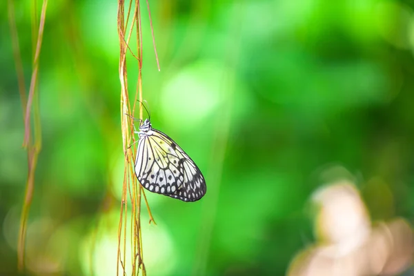Fechar de uma borboleta em ramo com fundo verde — Fotografia de Stock
