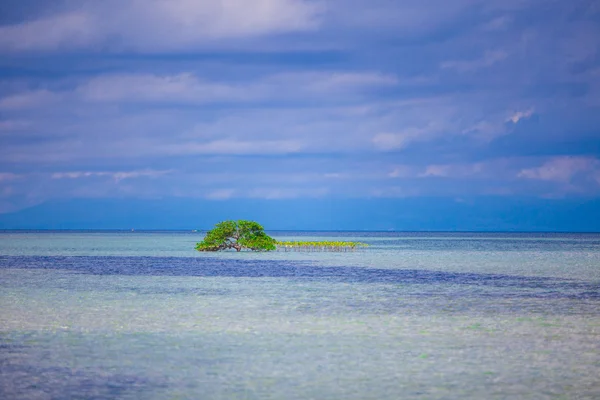 Little tropical coconut palm tree in desert island — Stock Photo, Image