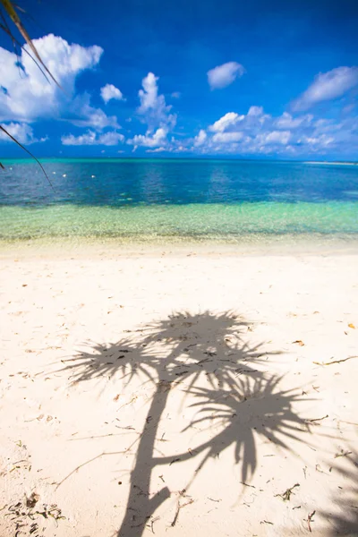 Pequena palmeira de coco tropical na ilha deserta — Fotografia de Stock