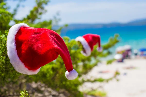 Červené vánoční klobouk na větvi pozadí tyrkysové moře — Stock fotografie