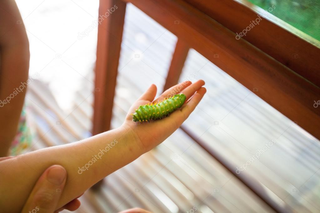 Caterpillar on the hand of man