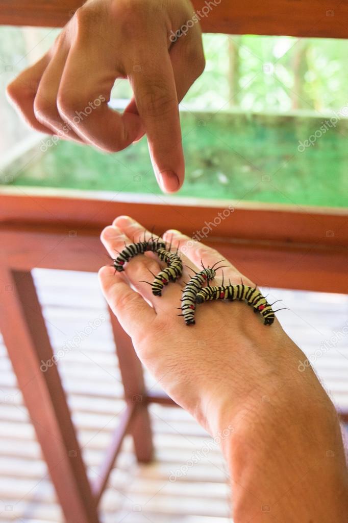 Caterpillar on the hand of man