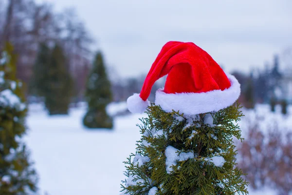 Cappello Santa su cespuglio di abete rosso — Foto Stock