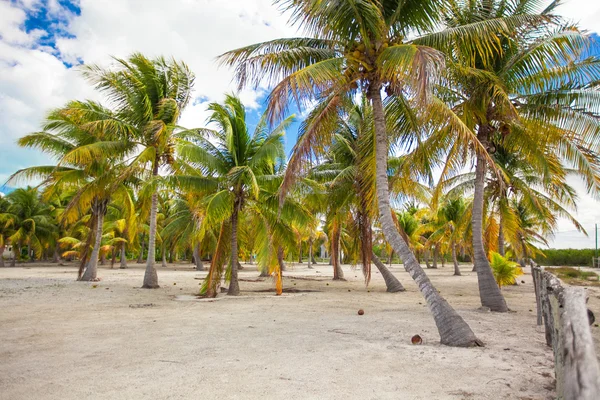 Palm grove on white sandy tropical beach at exotic country — Stock Photo, Image