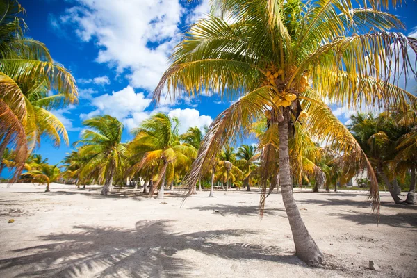 Palm grove na bílou písčitou tropickou pláž v exotické zemi — Stock fotografie
