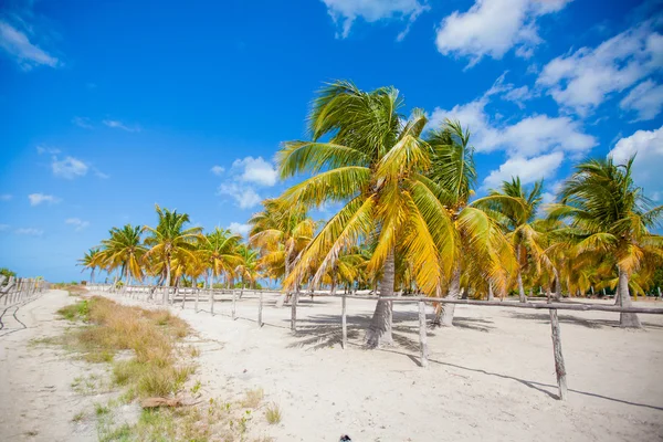 Palmeral en la playa tropical de arena blanca en el país exótico —  Fotos de Stock