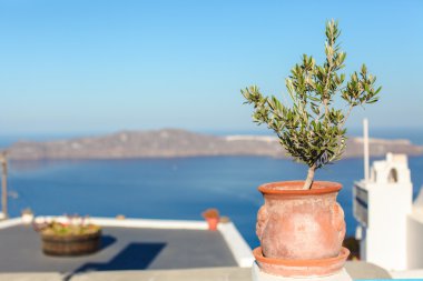 Bitki Yunan Adası santorini sahnesinde ile büyük seramik