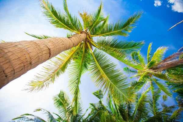 Тропический пляж с красивыми пальмами и белым песком — стоковое фото