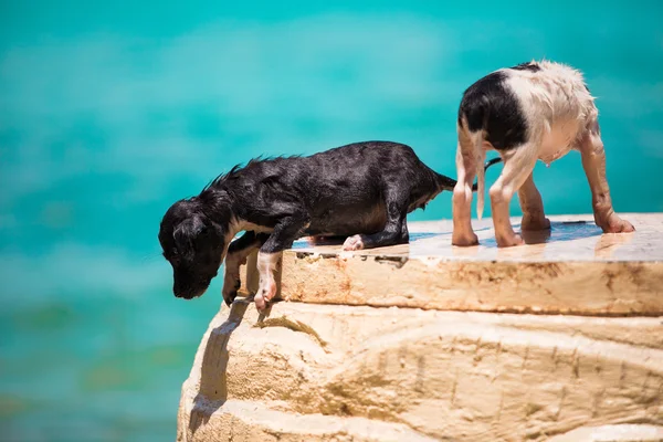 Dois cachorros desabrigados na praia — Fotografia de Stock