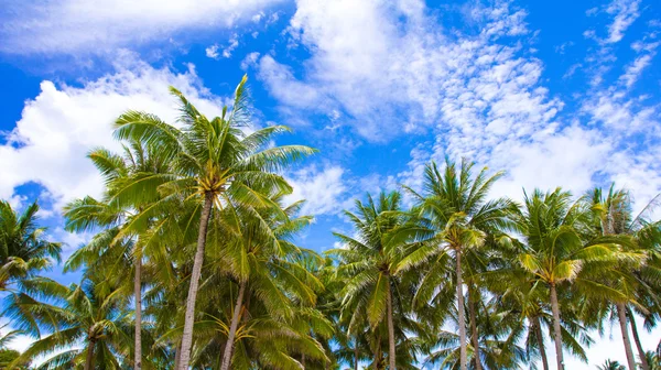 Tropikalna plaża z pięknymi palmami i biały piasek — Zdjęcie stockowe