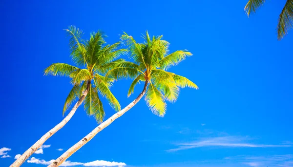 Tropical beach with beautiful palms and white sand — Stock Photo, Image