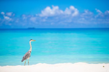 Gri balıkçıl ayakta beyaz Beach Maldivler Adası