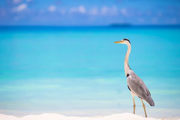 Grey heron standing on white beach on Maldives island — Stock Photo, Image