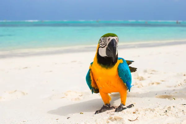 Cute bright colorful parrot on the white sand in the Maldives — Stock Photo, Image