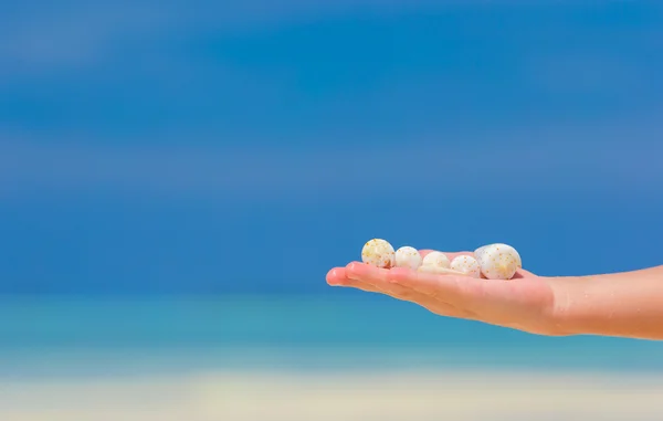 Primer plano de niña mano sosteniendo hermosas conchas de mar — Foto de Stock